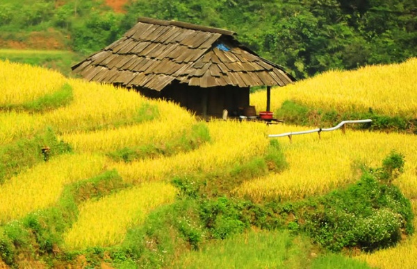 MÙ CANG CHẢI - MÙA LÚA CHÍN ĐẸP NHẤT TRONG NĂM