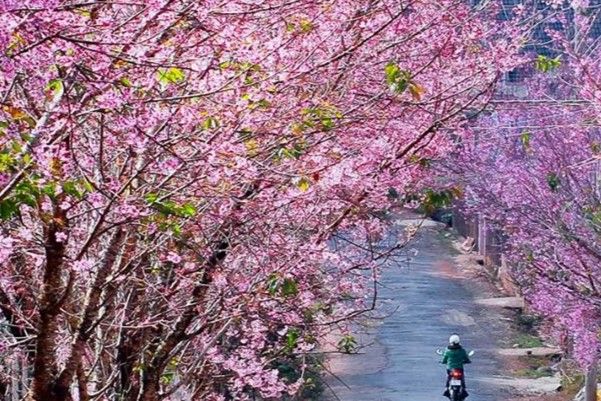 ĐÀ LẠT - THÀNH PHỐ CỦA NGÀN HOA